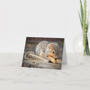Bebe Squirrel Note Card