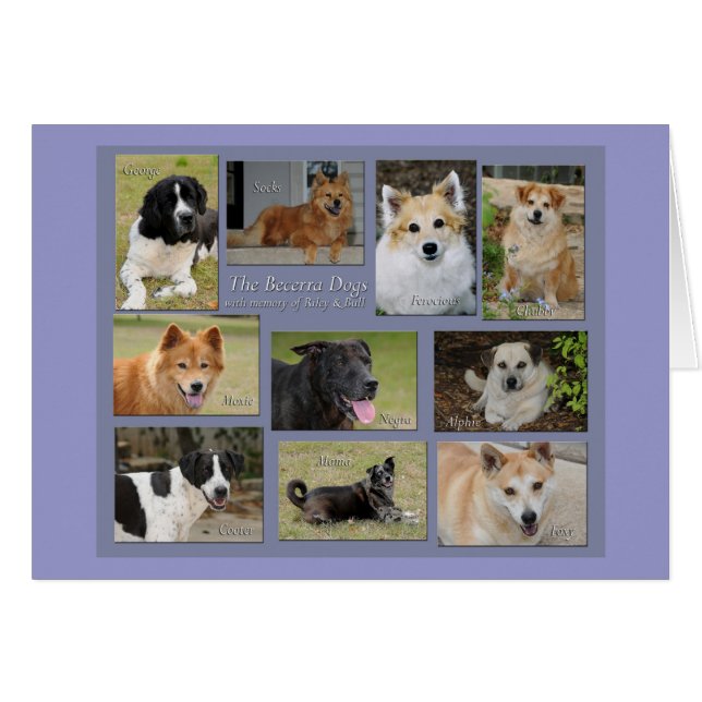Becerra dogs - Customised (Front Horizontal)