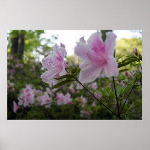 Beckoning Spring! Poster