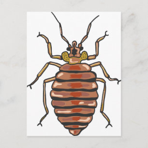 Bed Bug Sketch Postcard