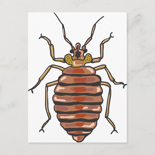 Bed Bug Sketch Postcard (Front)
