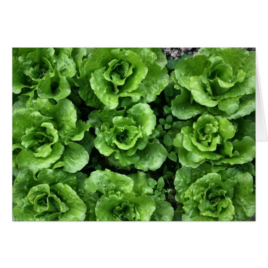 Bed of lettuce card