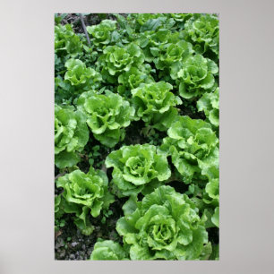 Bed of lettuce poster