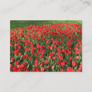 Bed of Red Tulips 02 Business Card