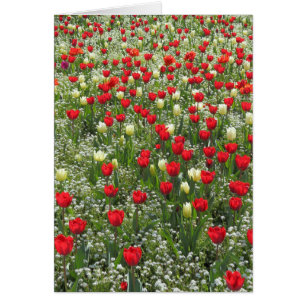 Bed of Tulips