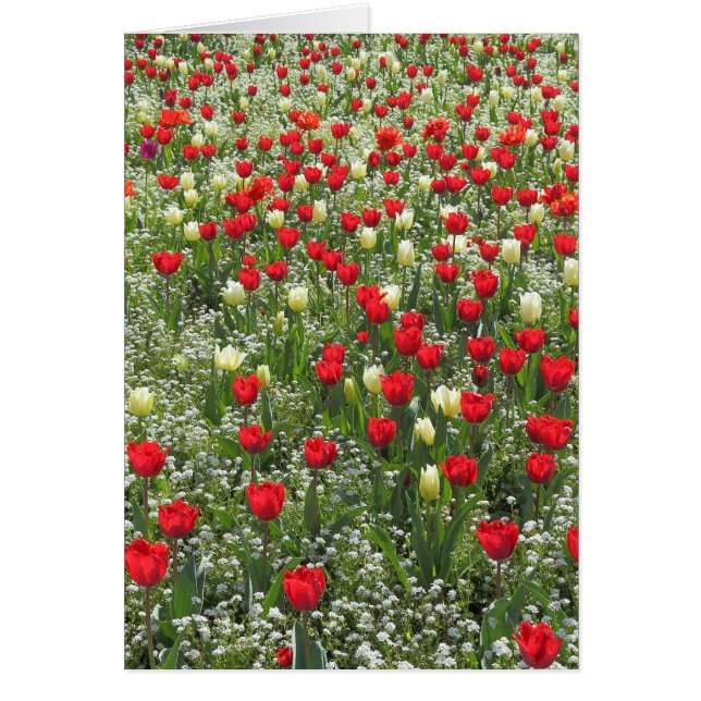 Bed of Tulips (Front)