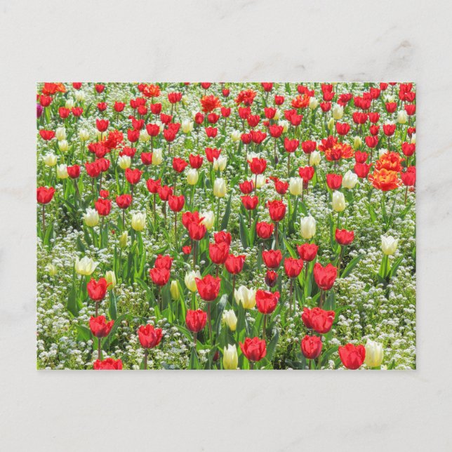 Bed of Tulips, Gorsedd Gardens, Cardiff, Wales. Postcard (Front)