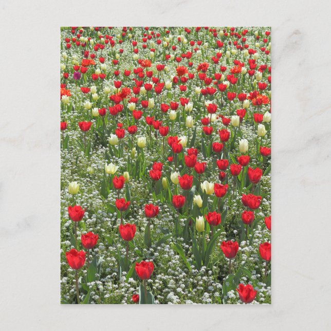 Bed of Tulips Postcard (Front)
