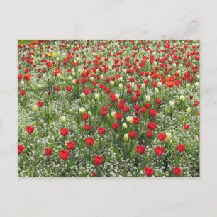 Bed of Tulips Postcard