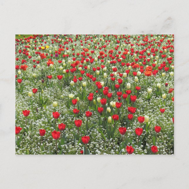Bed of Tulips Postcard (Front)