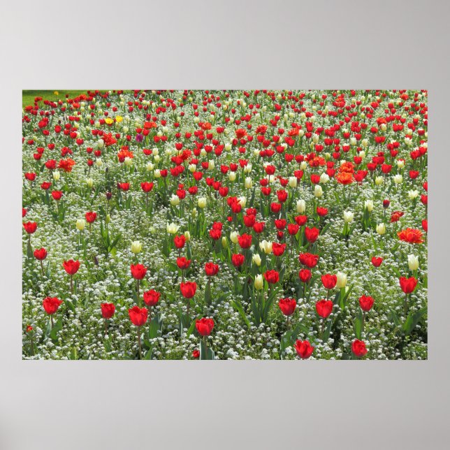Bed of Tulips Poster (Front)