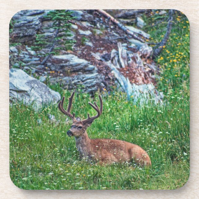 Bedded Buck Coaster (Front)