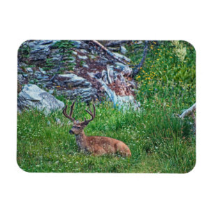 Bedded Buck Magnet