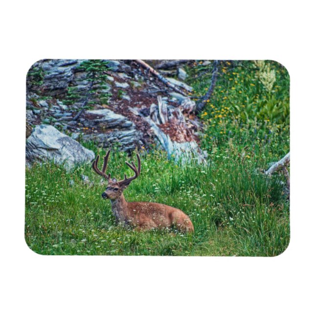 Bedded Buck Magnet (Horizontal)