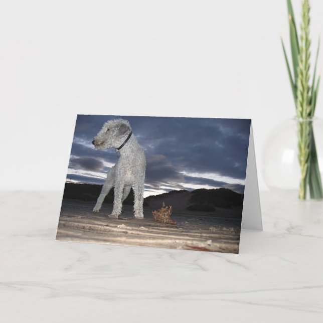 BEDDY ON THE BEACH CARD (Front)