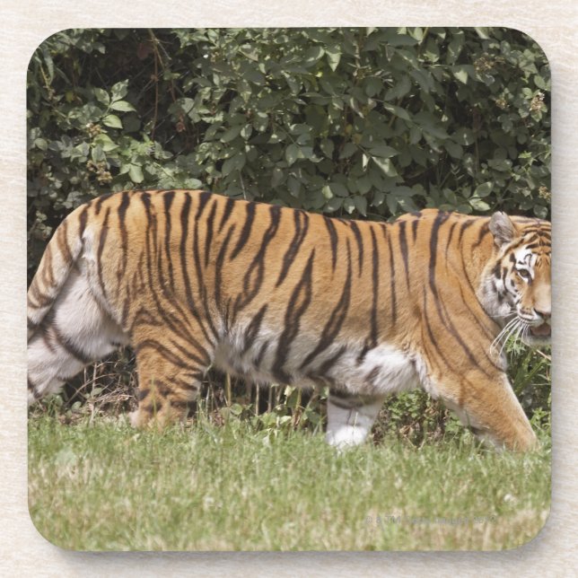 Bedfordshire, England 2 Coaster (Front)