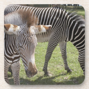 Bedfordshire, England Coaster