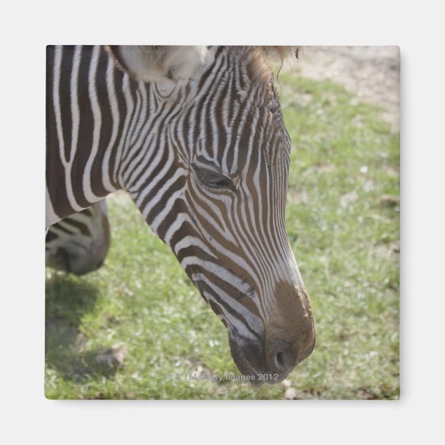 Bedfordshire, England Magnet (Front)