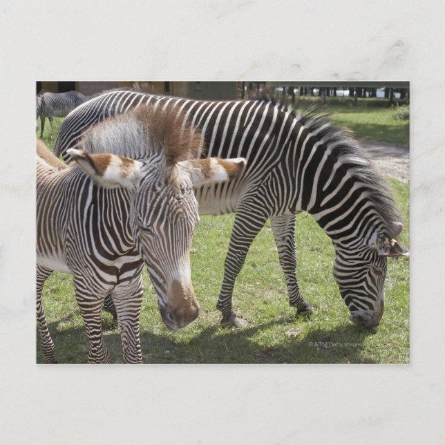 Bedfordshire, England Postcard (Front)