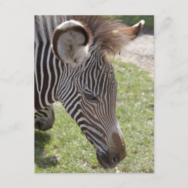 Bedfordshire, England Postcard (Front)