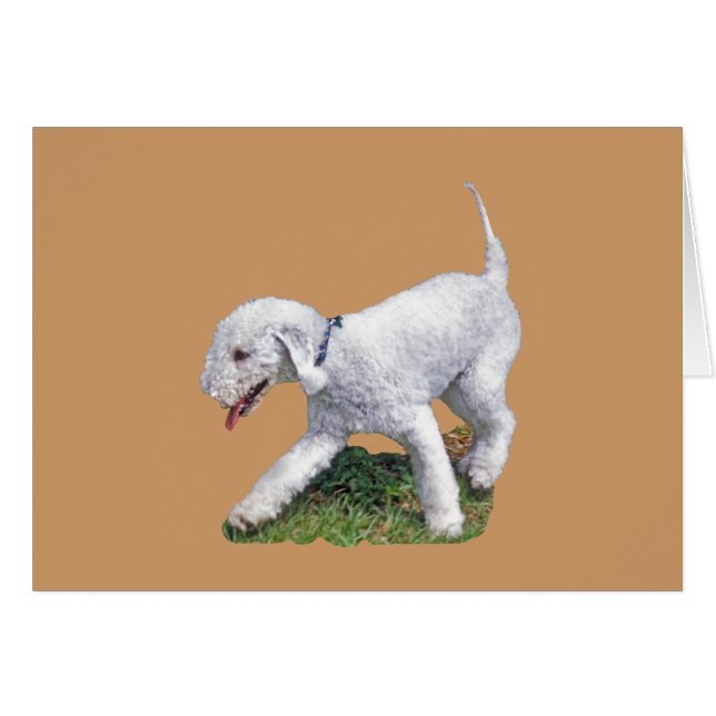 Bedlington Terrier (Front Horizontal)