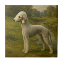 Bedlington Terrier