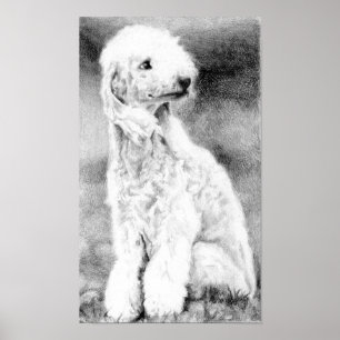 Bedlington Terrier Dog Portrait Poster Print