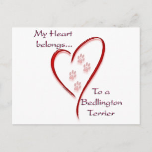 Bedlington Terrier Heart Belongs Postcard