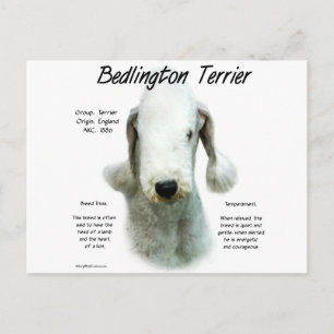 Bedlington Terrier History; All About Bedlingtons Postcard