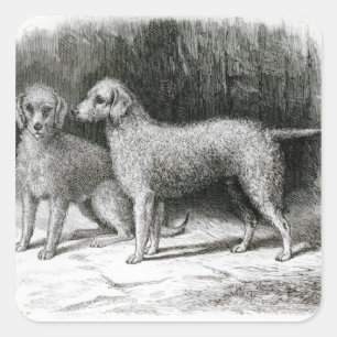 Bedlington Terriers- Mr. F. Armstrong's Square Sticker