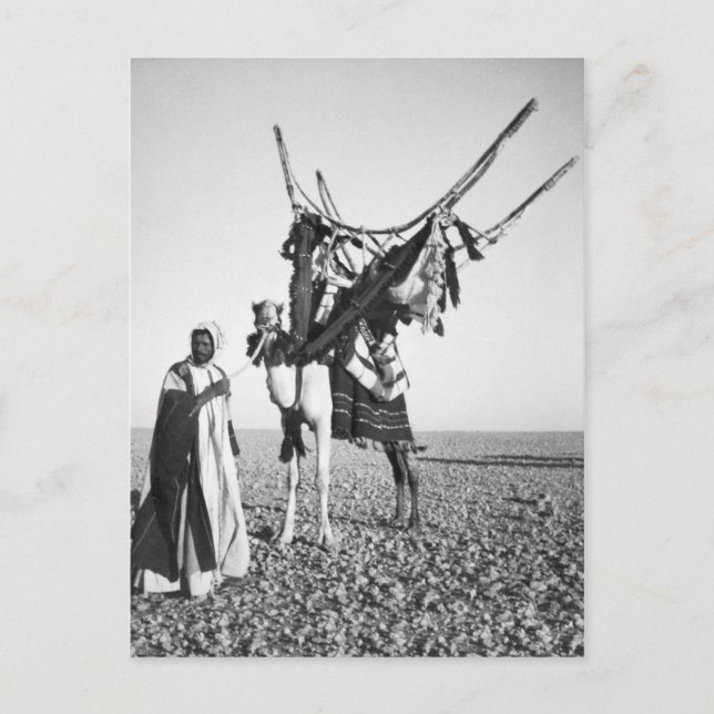 Bedouin man and camel, Syria Postcard (Front)