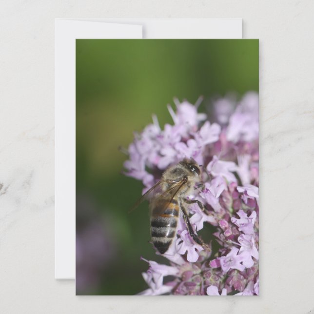 Bee (Front)