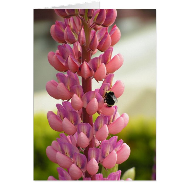 Bee 5x7 Card (Front)