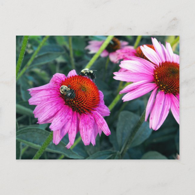 Bee and Coneflower Postcard (Front)