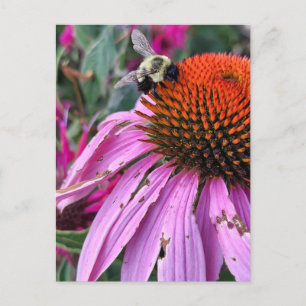 Bee and Coneflower  Postcard