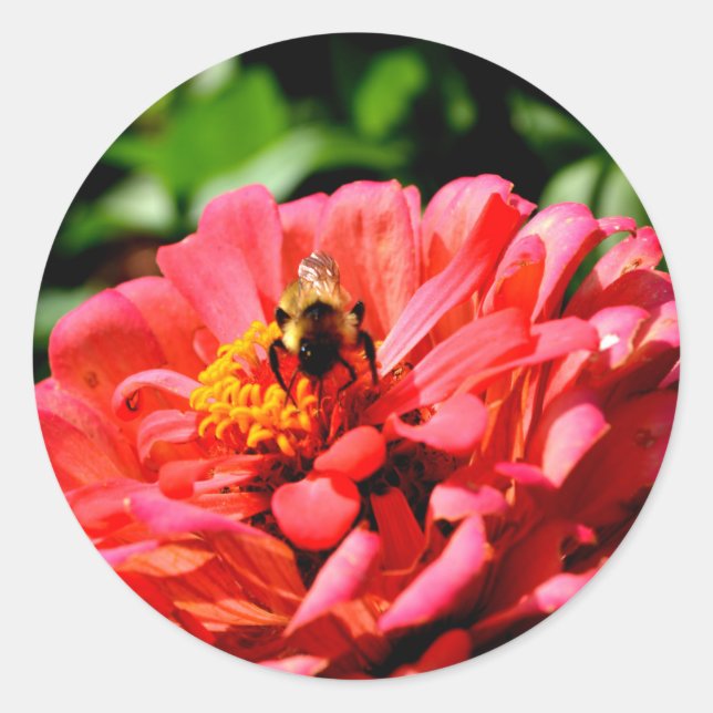 Bee and coral zinnia classic round sticker (Front)