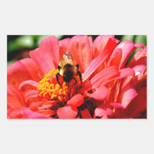 Bee and coral zinnia rectangular sticker
