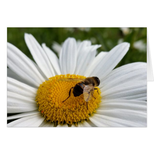 bee and daisy (Front Horizontal)