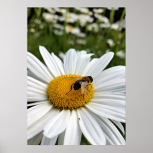 bee and daisy poster