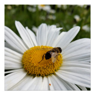 bee and daisy poster