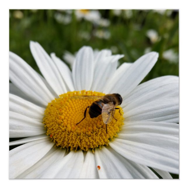 bee and daisy poster (Front)
