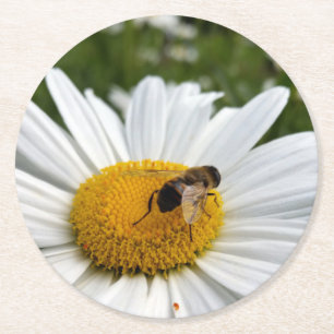 bee and daisy round paper coaster
