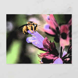 Bee and Flower pccnm Postcard