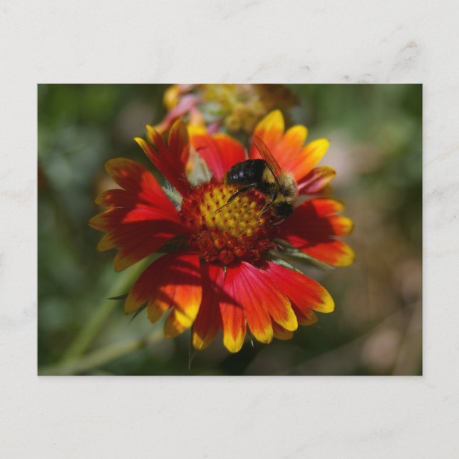 Bee and Flower Postcard (Front)