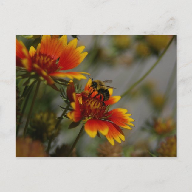 Bee and Flower Postcard (Front)