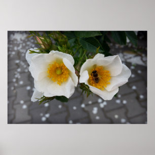 Bee and flowers in spring poster