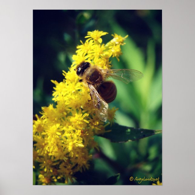Bee and Goldenrod Poster (Front)