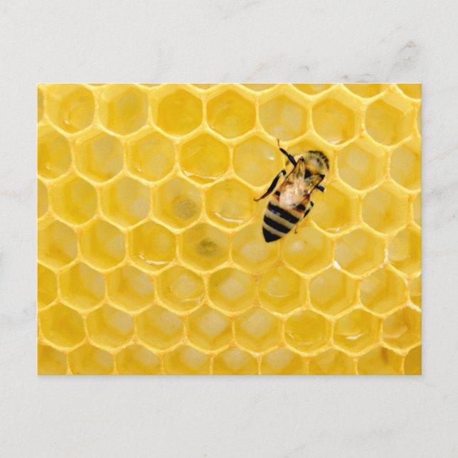 bee and honeycomb holiday postcard (Front)