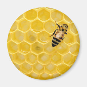 bee and honeycomb magnet