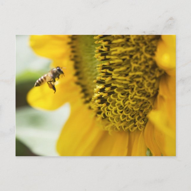 Bee and Sunflower Post Card (Front)